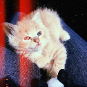 Meet your Posher, Tess